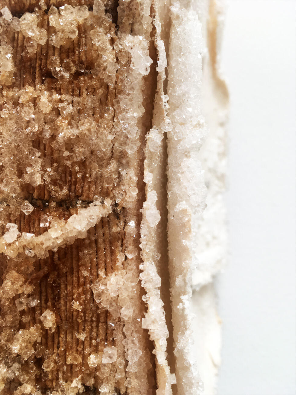 Relic (detail), 2017, found book, crystallized with alum